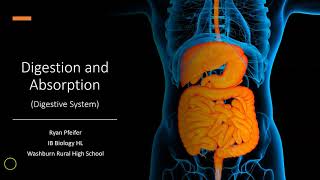 Digestion and Absorption  Digestive System [upl. by Gilead]