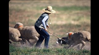 Colorado Experience The Meeker Classic Sheepdog Trials [upl. by Nylodnarb]