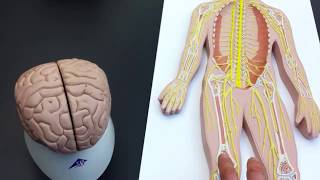 Peripheral Nervous System PNS lab models [upl. by Mavilia727]