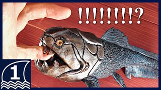 Sculpting DUNKLEOSTEUS【making an ancient sea monster ダンクレオステウスの作り方 】 [upl. by Ahsatak]