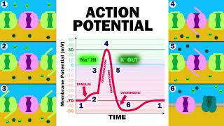 THE ACTION POTENTIAL [upl. by Lamraj]