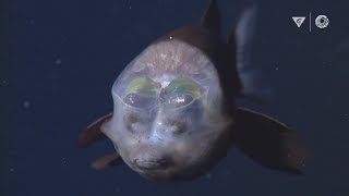 MBARIs Top 10 deepsea animals [upl. by Ziguard]