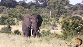 Spectacular Tusker Elephant Bull quotMazithiquot [upl. by Dabney]