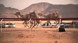 Camel Race  Wadi Rum Jordan  HD [upl. by Aehtela]