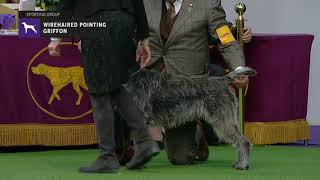 Wirehaired Pointing Griffons  Breed Judging 2019 [upl. by Brinn]