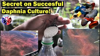 How to Culture Daphnia Successfully [upl. by Nydnarb796]