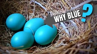 2 Reasons Why Robin Eggs Are Blue American Robin [upl. by Airrotal]