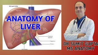 LIVER  ANATOMY [upl. by Broadbent]