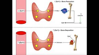 Regulation of Blood Calcium via PTH and Calcitonin [upl. by Lust]