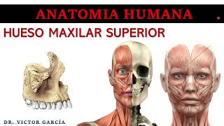 Hueso Maxilar  Anatomía Humana en Odontología [upl. by Max398]