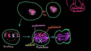 Mitosis  División celular  Biología  Khan Academy en Español [upl. by Hoxsie84]