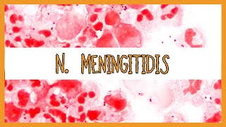 Neisseria Meningitidis [upl. by Airahcaz542]