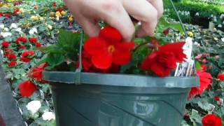 How to grow MASSIVE Begonia Flowers Greenhouse Secret [upl. by Auqeenwahs]