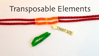 Transposable Elements [upl. by Enyal]