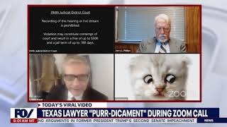 Im not a cat TX lawyers kitten filter during hearing goes viral  NewsNOW from FOX [upl. by Alaaj]