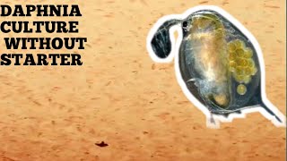 HOW TO CULTURE DAPHNIA NATURALLY WITHOUT A STARTER [upl. by Britt129]