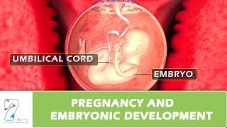 Pregnancy and Embryonic Development [upl. by Weatherley]