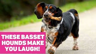 These Basset Hounds are Guaranteed to Make You Laugh [upl. by Justinian]