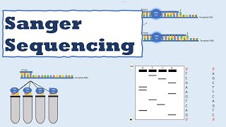 Sanger sequencing [upl. by Town]