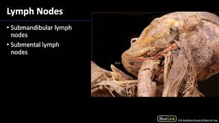 Parotid Gland and Submandibular Triangle  Lymph Nodes [upl. by Euqinad]