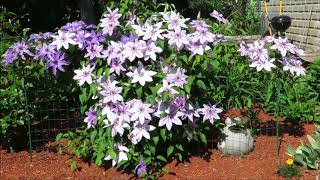 Type 2 Clematis Vine Blossoms [upl. by Atekram]