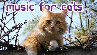 EXTREMELY Soothing Cat Therapy Music  Relax Your Cat [upl. by Cullan]