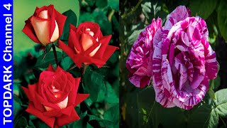 10 Tipos de Rosas increíblemente Bellas [upl. by Tiraj]