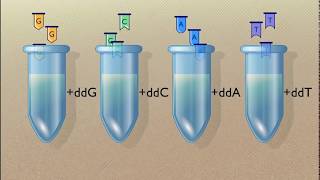 Sanger Sequencing of DNA HD Animation [upl. by Karolina]