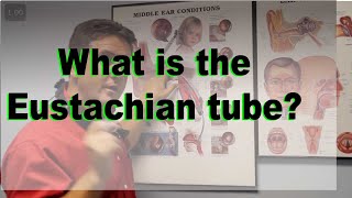 Eustachian Tube explained [upl. by Uon]