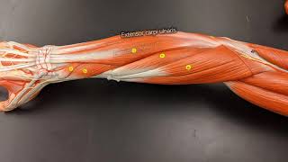 Muscles of the Forearm [upl. by Airbmac]