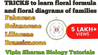 Trick to Learn FLORAL FORMULA and DIAGRAMS of Family Fabaceae Solanaceae Liliaceae  NEET UG [upl. by Corena505]