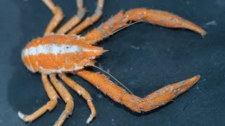 Facts The Squat Lobster [upl. by Enibas]