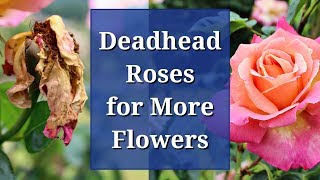 Deadhead Roses for More Flowers [upl. by Edmanda941]