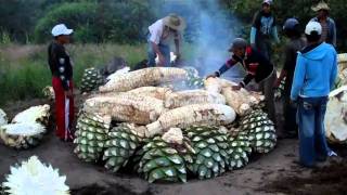 Cooking Maguey agave for Mezcal at the Mezcal Real Minero in Oaxaca Mexico [upl. by Eldnik]