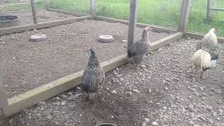 Araucana Chickens  Breeding Pen 2 Closer look at the birds [upl. by Earlene104]