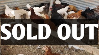 Chickens SOLD OUT California White Isa Brown ameraucana bluebeller Jersey Giant [upl. by Einaffets54]