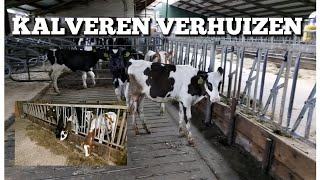 Kalveren verhuizen  Boer Gerrit vlogt [upl. by Amsed27]