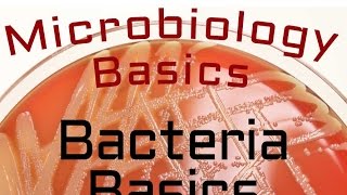 Bacteria Basics  Microbiology Lectures [upl. by Gertie743]