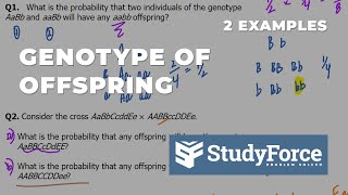 Predicting Genotype of Offspring  Cross Probability [upl. by Shu151]