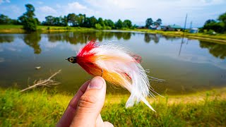 Fly Fishing a TROPHY BASS POND with BIG STREAMERS [upl. by Blackwell403]