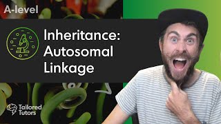 Inheritance Autosomal Linkage  A Level Biology Revision [upl. by Ottillia]