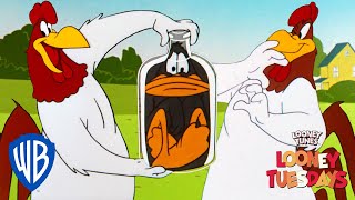 Looney Tuesdays  Iconic Characters Foghorn Leghorn  Looney Tunes  WB Kids [upl. by Agnesse]