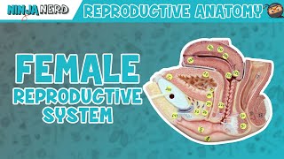 Female Reproductive System Explained [upl. by Gwenette]