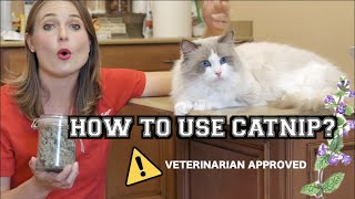 HOW TO USE CATNIP  Veterinary approved [upl. by Krock]