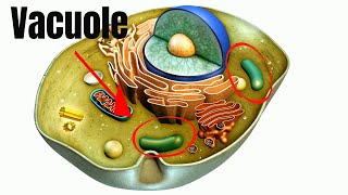 Vacuoles Function in Cells [upl. by Oidiple]