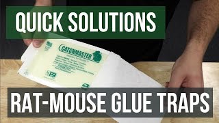 Quick Solutions How to Use Rat amp Mouse Glue Traps [upl. by Aslehc]