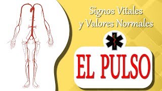 QUE ES EL PULSO cardiaco   Signos Vitales [upl. by Hyo]