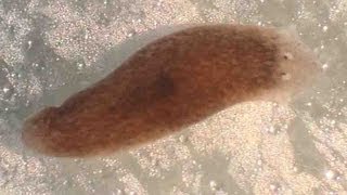 Planaria Flatworm Regeneration amp Movement [upl. by Palumbo]