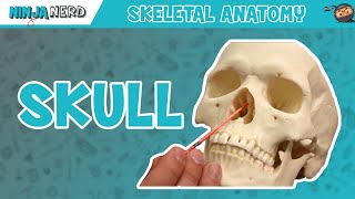 Skull Anatomy  Older Version [upl. by Tterrab961]