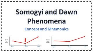 Somogyi and Dawn Phenomenon  Explained [upl. by Airamas554]